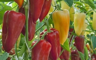 Красные и желтые перцы на растении - ИЛЬЯ МУРОМЕЦ