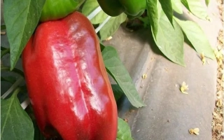 Испанский БЫК