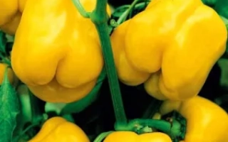 Желтые перцы на ветвях - ИЗЮМИНКА
