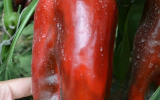 Какаду Красный