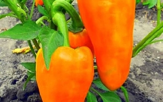 Какаду Оранжевый