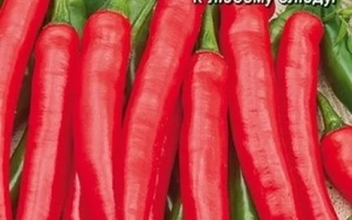 Копье Индейца