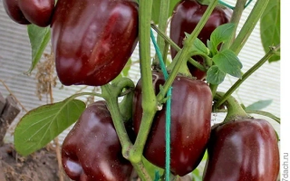 Коричневый КУБ