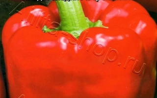 Красные Сапожки