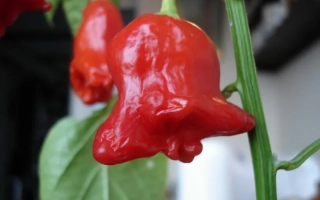 Красный Колокольчик