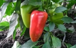 Красный и зелёный перец на растении - КУПЕЦ