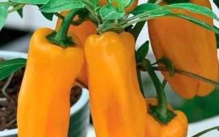 Кузя Желтый