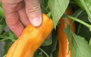 Лисий Хвост