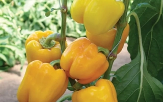 Марадонна F1