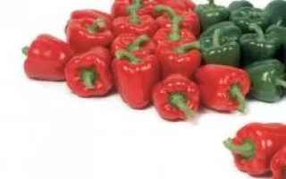 Мазурка РЦ F1