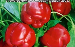 Медный Всадник