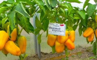 Медовый Король