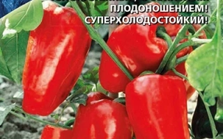 Мишка НА Севере