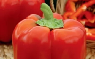 МОЙ Генерал