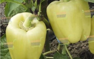 Монтекристо F1