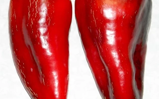 Два красных перца сорта Ноктюрн на белом фоне с монетой для масштаба. - НОКТУРН