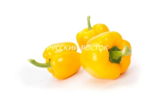 Оллраундер