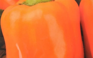 Оранжевый Бочонок