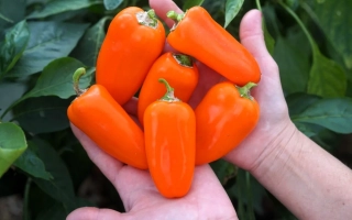 Оранжевый Букет