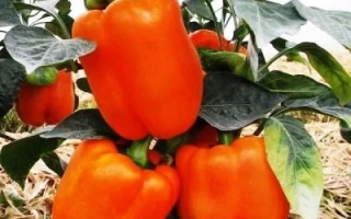 Оранжевый БЫК