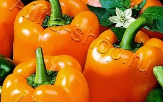 Оранжевый КУБ