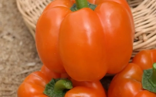 Оранжевый Принц