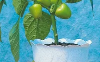 Остров сокровищ