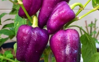 Спелые фиолетовые перцы сорта Отелло на растении