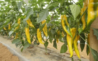 Желтые перцы на растении в теплице - ПАЛЕРМО ЮСМИТ