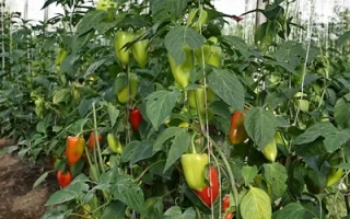 Пам'ять Жегалова