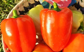 Красные перцы в корзине с пакетом семян Пересвет на фоне травы