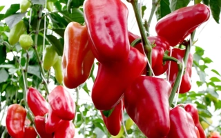 Петровчанка