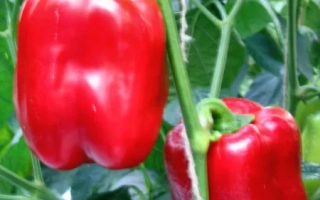 Красный перец на растении - ПИЛИГРИМ