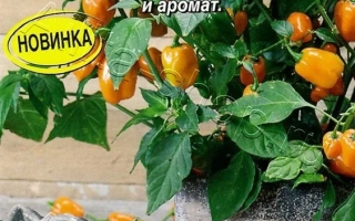 Пламенный Привет