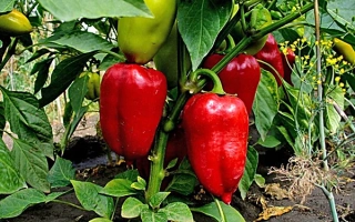 Красные и зеленые перцы на растении - Прометей