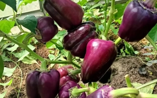 Пурпурный БЫК