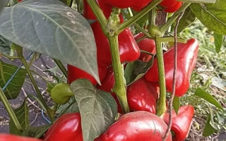 Ранняя Птаха