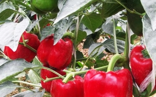 РЕД НАЙТ ЕКС 3 Р