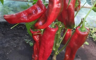Красный перец на растении - РОГ БУЙВОЛА