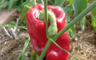 Сибирский ХИТ