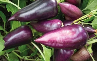 Бузковий Блиск