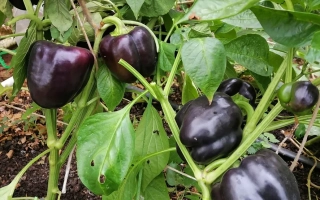 Сиреневый КУБ