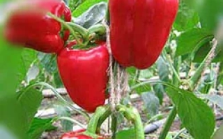 Красные перцы Снегирек на растении