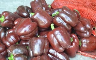 Шоколадный БЫК