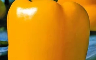 Солнечный Зайчик