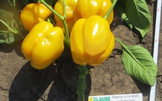 Спрингбокс