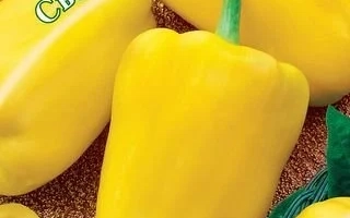 Желтый перец Светлячок на фоне семян