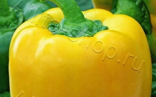 Важкоатлет