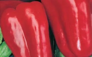 Красный перец сорта ЮБИЛЕЙНЫЙ СЕМКО на зеленом фоне с логотипом Семе-Зерно