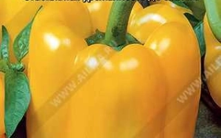 Вася-Василек